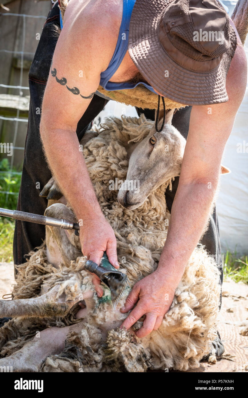 Sheep shearer hires stock photography and images Alamy