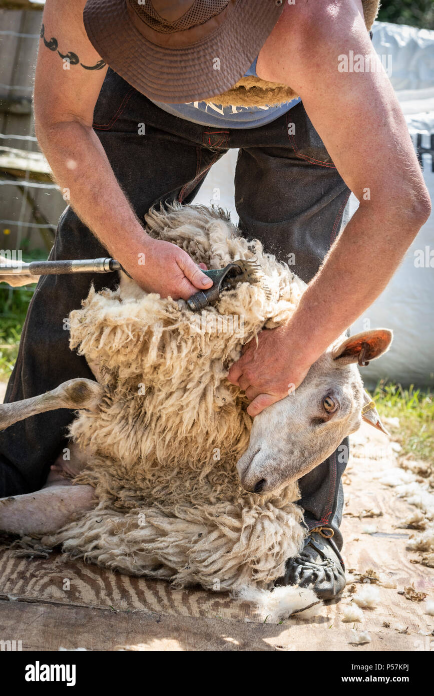 Sheep shearer hires stock photography and images Alamy