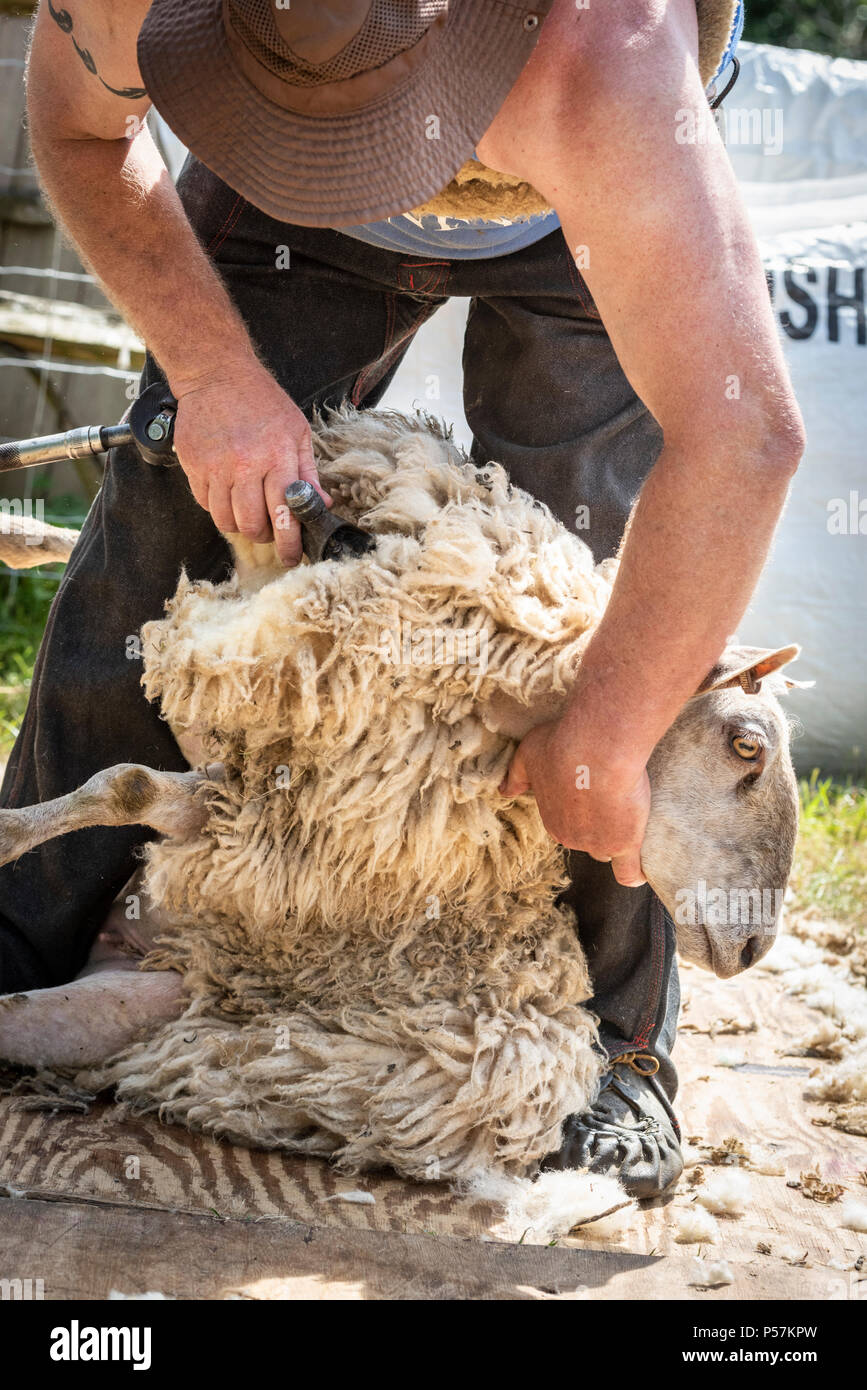 Sheep shearer hi-res stock photography and images - Alamy