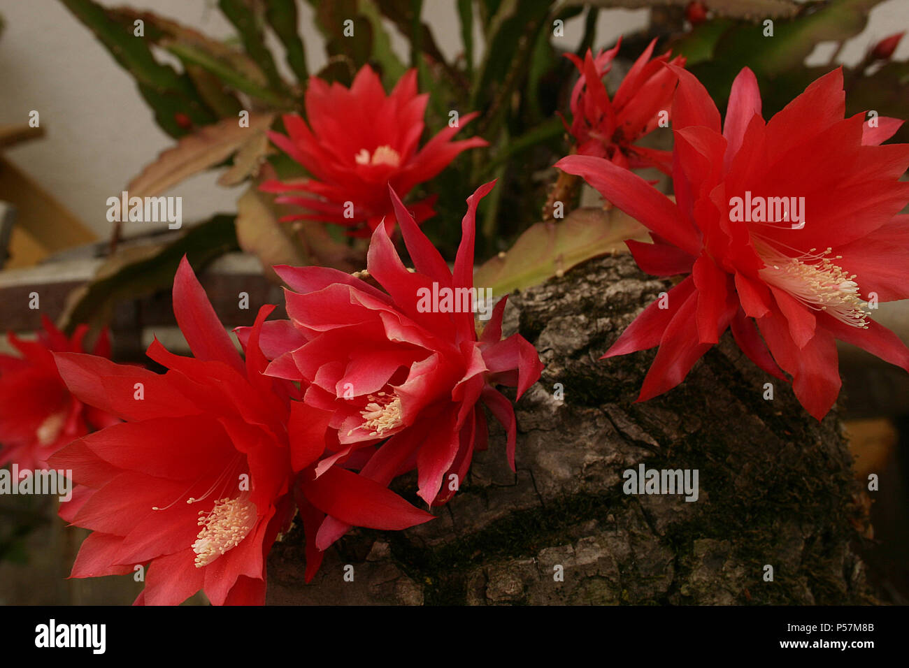 Disocactus ackermannii Orchid cactus, in bloom Stock Photo Alamy