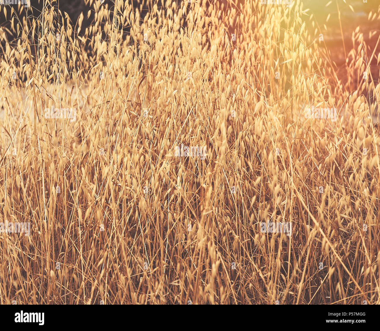 Golden dry weeds in Summer . Stock Image. Stock Photo