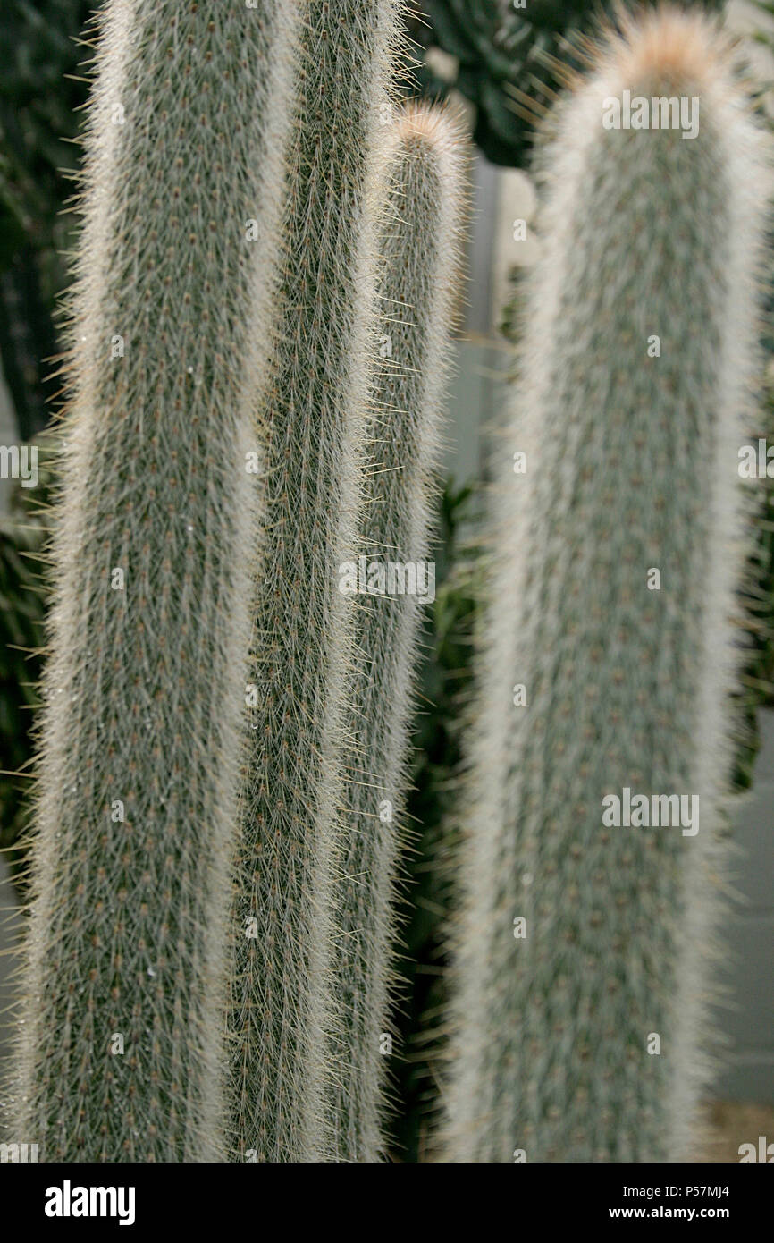 Close up of Silver Torch cactus (Cleistocactus hyalacanthus) Stock Photo