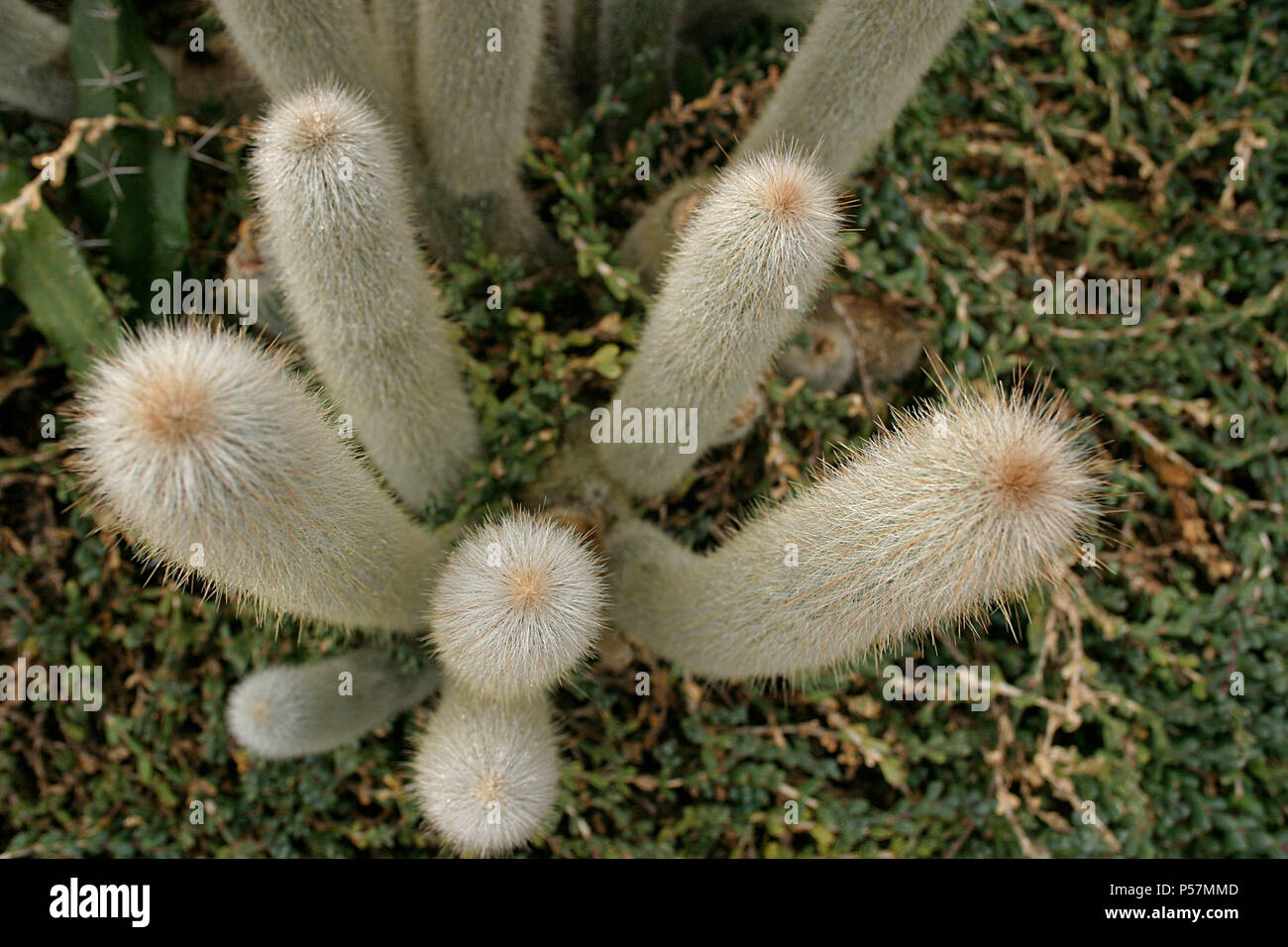 Close up of Silver Torch cactus (Cleistocactus hyalacanthus) Stock Photo