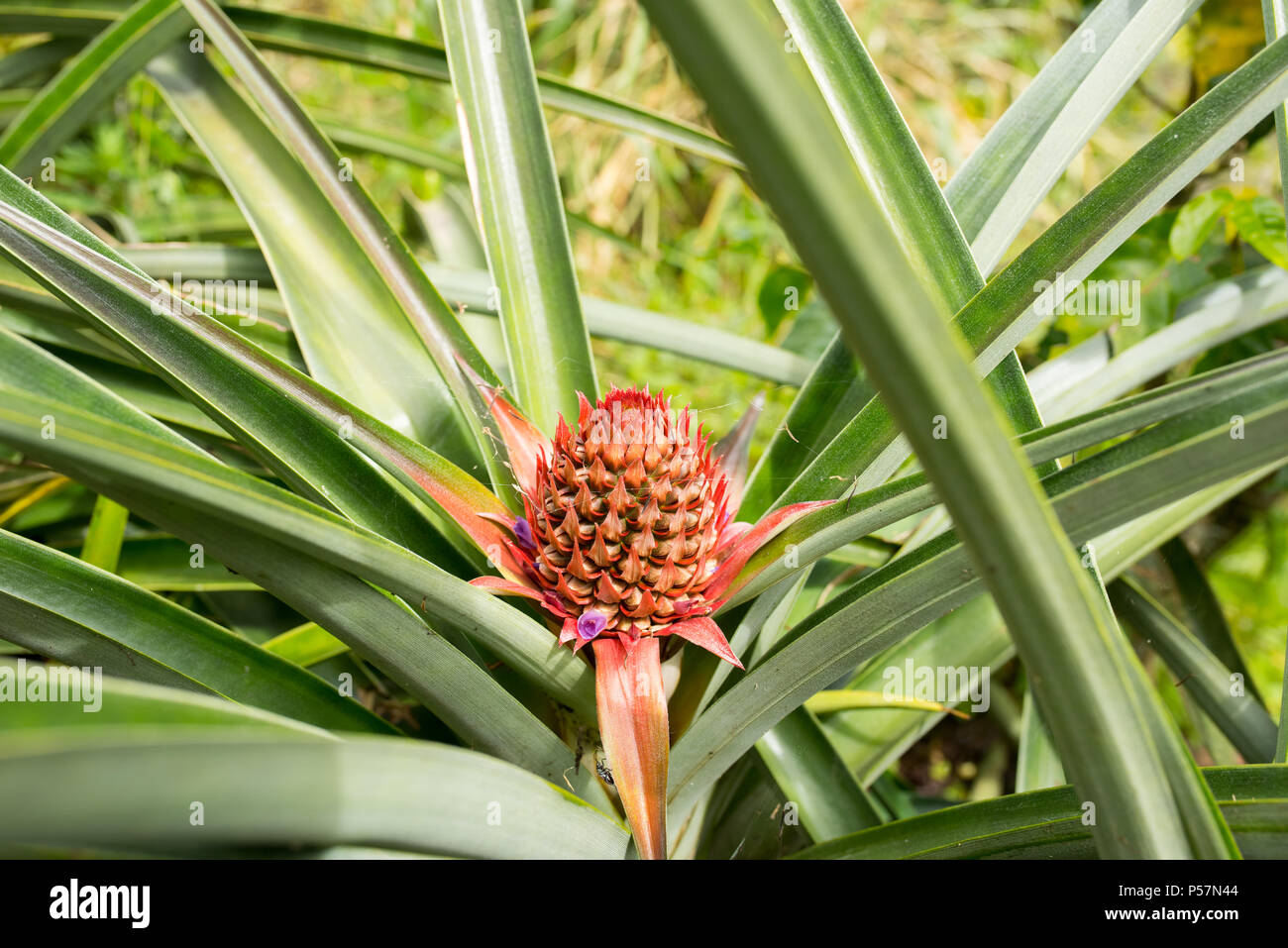 Closeup of pineapple plant in Jerico, Colombia in the state of Antioquia. Stock Photo