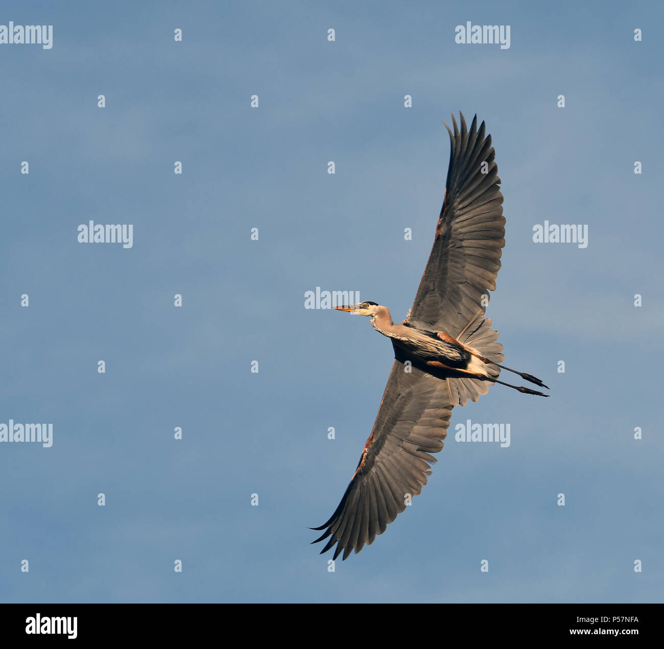 Great Blue Heron flying overhead Stock Photo