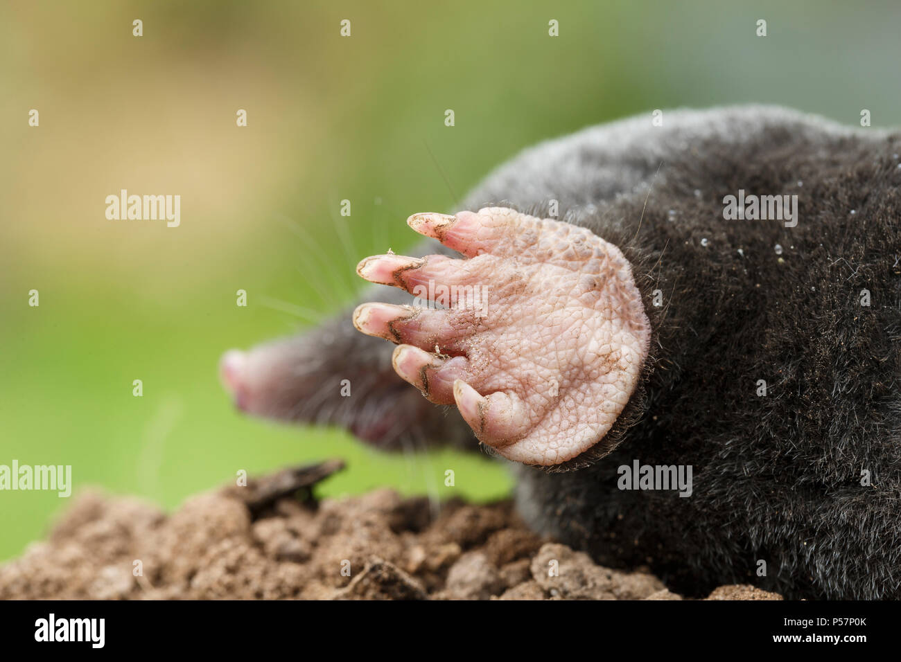 European Mole, Talpa europaea, showing enlarged front feet used for burrowing. Monmouthshire, Wales, UK Stock Photo