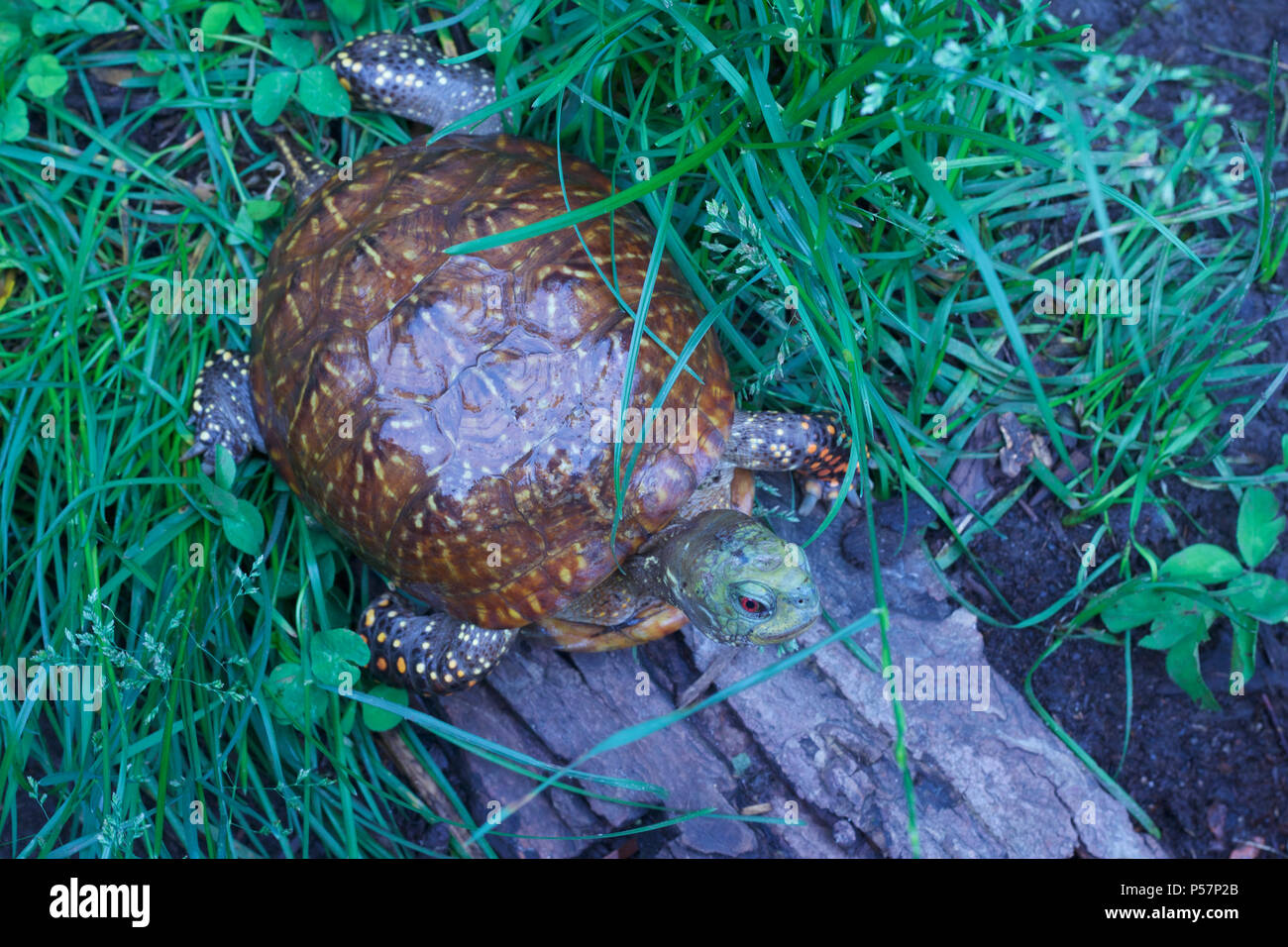 Close up view of a male western ornate box turtle with red eyes and colorful shell in a protected home environment habitat Stock Photo