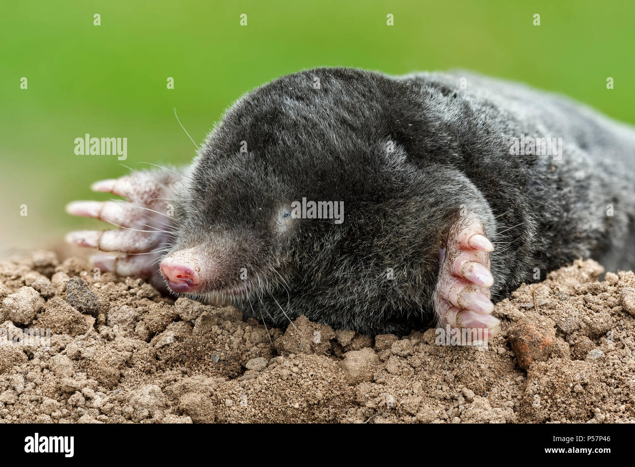 European Mole, Talpa europaea, Monmouthshire, Wales, UK. Showing large feet, small eyes and sensitive snout. Stock Photo