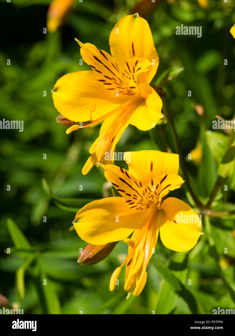 Yellow flowered form of the Peruvian lily, Alstroemeria aurea (A.aurantiaca), blooming in early summer. Stock Photo