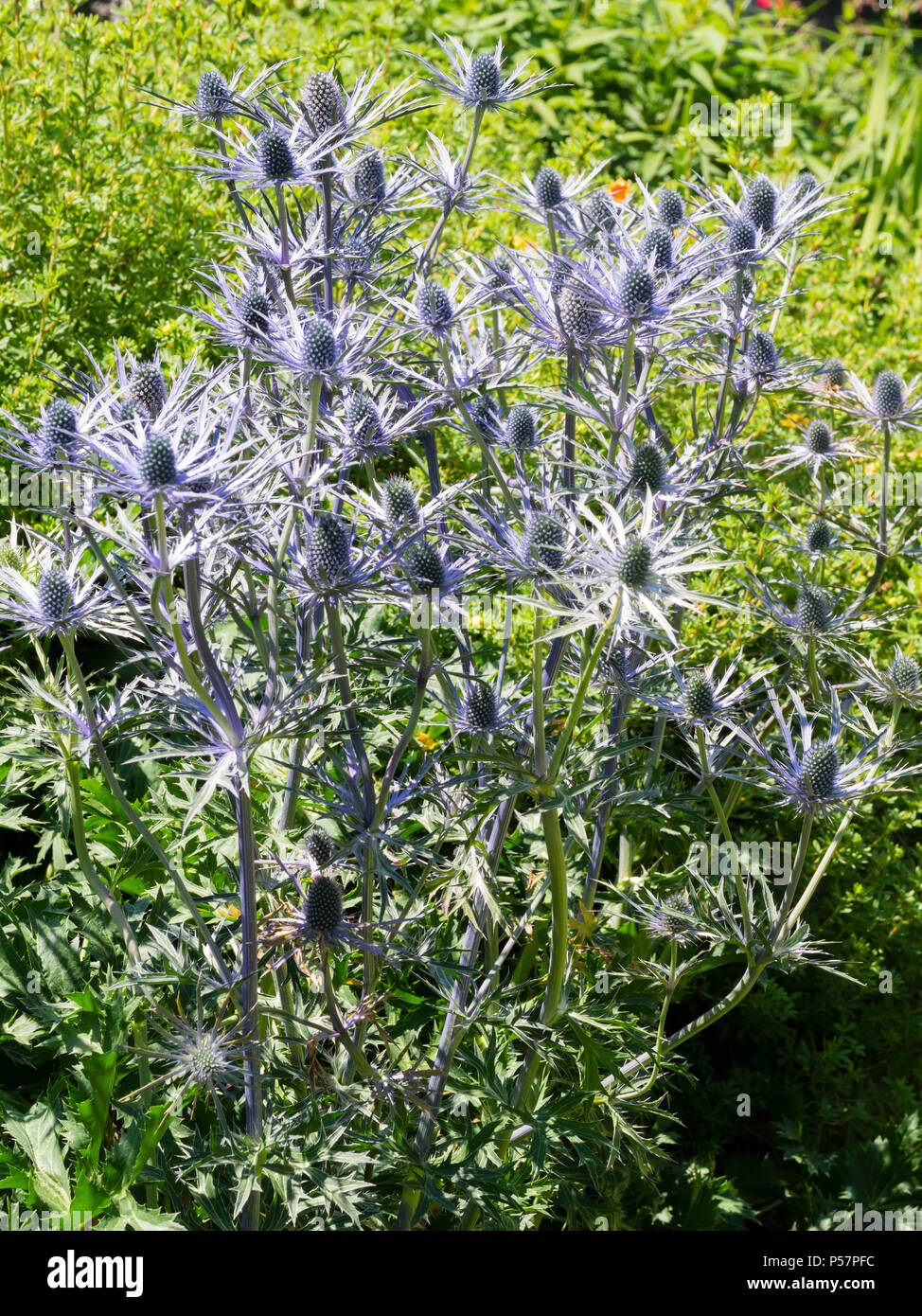 Spiky foliage and blue flower heads of the early summer flowering sea holly, Eryngium x zabelii 'Forncett Ultra' Stock Photo