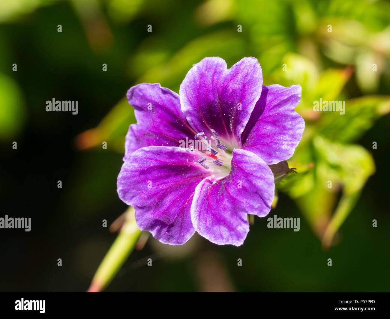 Single summer flower of the hardy knotty cranesbill, Geranium nodosum 'Clos du Coudray' Stock Photo