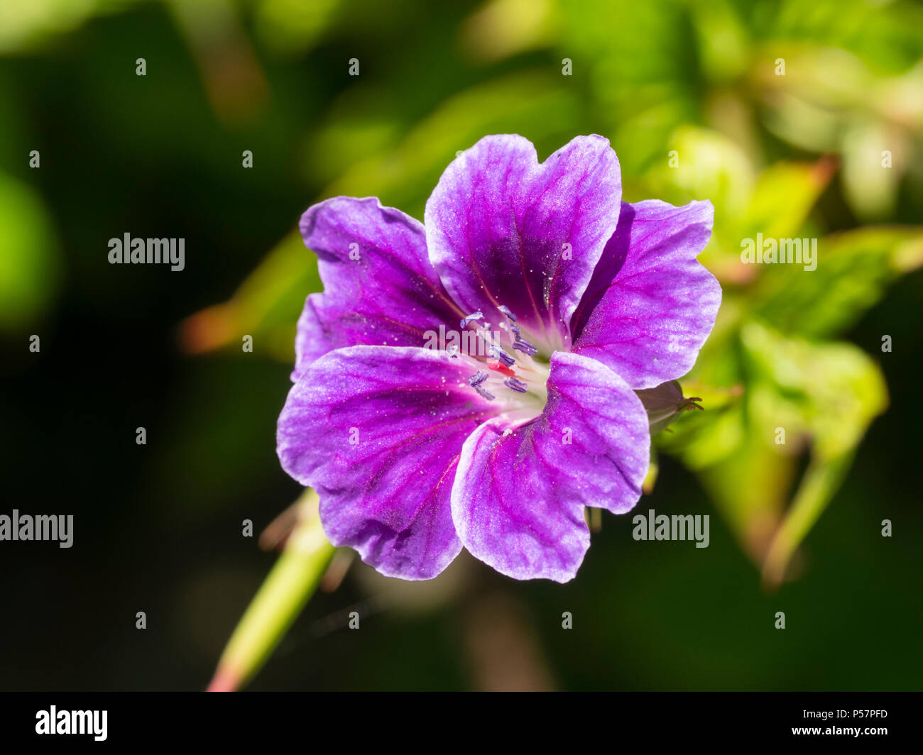 Single summer flower of the hardy knotty cranesbill, Geranium nodosum ...