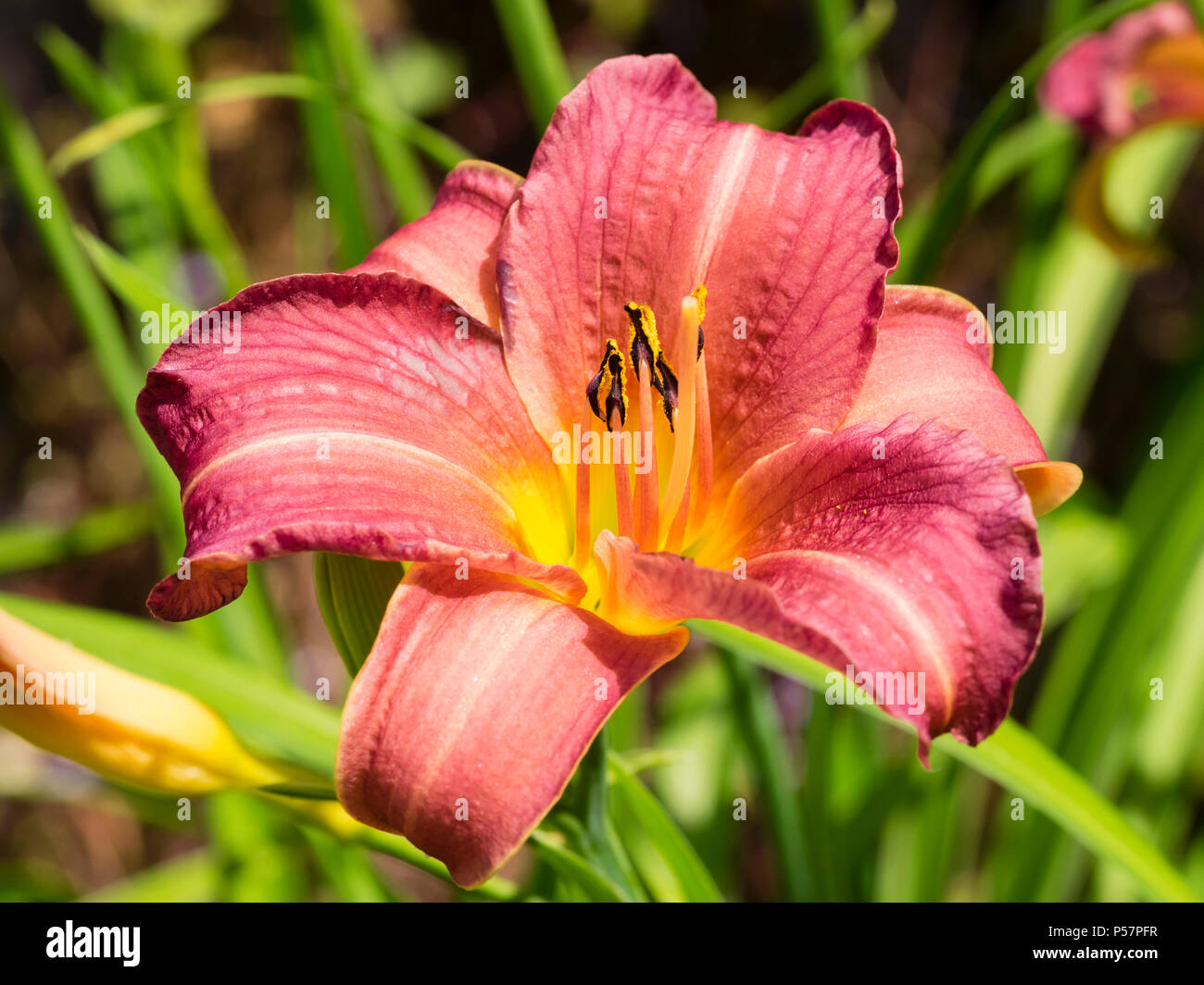 Wine red flower of the repeat flowering, mid to late summer blooming daylily, Hemerocallis 'Little Wine Cup' Stock Photo