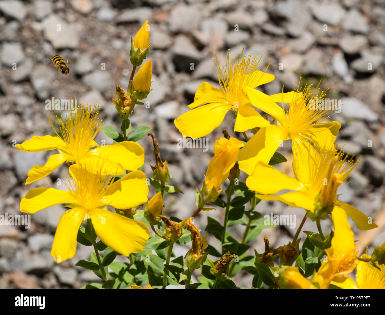 Long stamens and bright yellow petals of the hardy, dwarf, sub-shrub, Mount Olympus St John's wort, Hypericum olympicum Stock Photo
