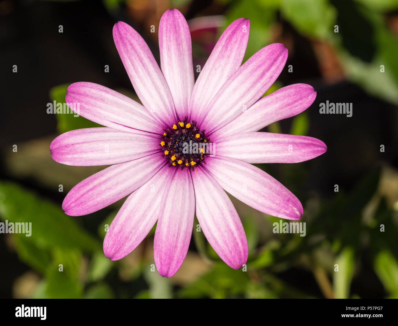 Single flower of the sun loving perennial cape daisy, Osteospermum 'Cannington Roy' Stock Photo