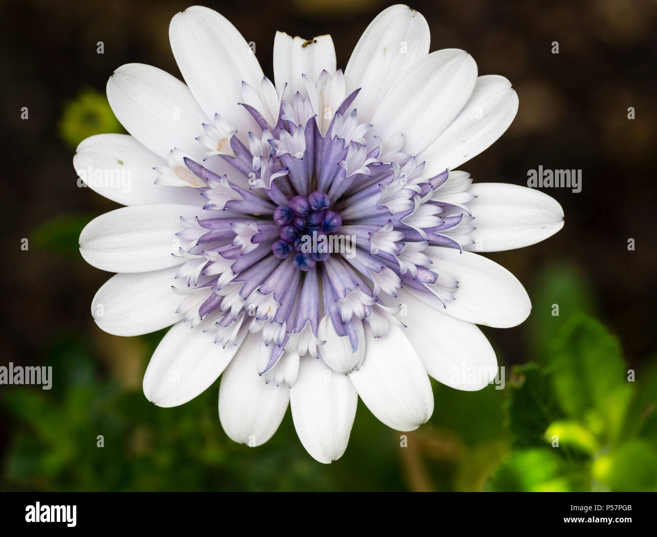Silvery doubled centre and white ray petals of the summer blooming, half hardy perennial cape daisy, Osteospermum ecklonis '3d Silver' Stock Photo