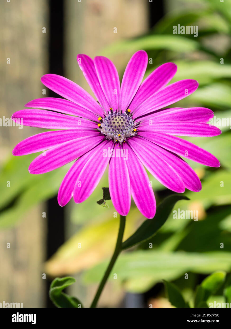 Single flower of the sun loving perennial cape daisy, Osteospermum 'Tresco Purple' Stock Photo