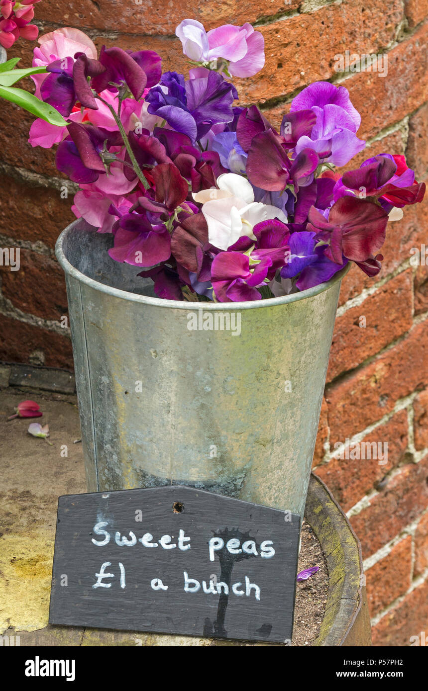 Small metal bucket with bunches of sweet pea flowers for sale Stock Photo