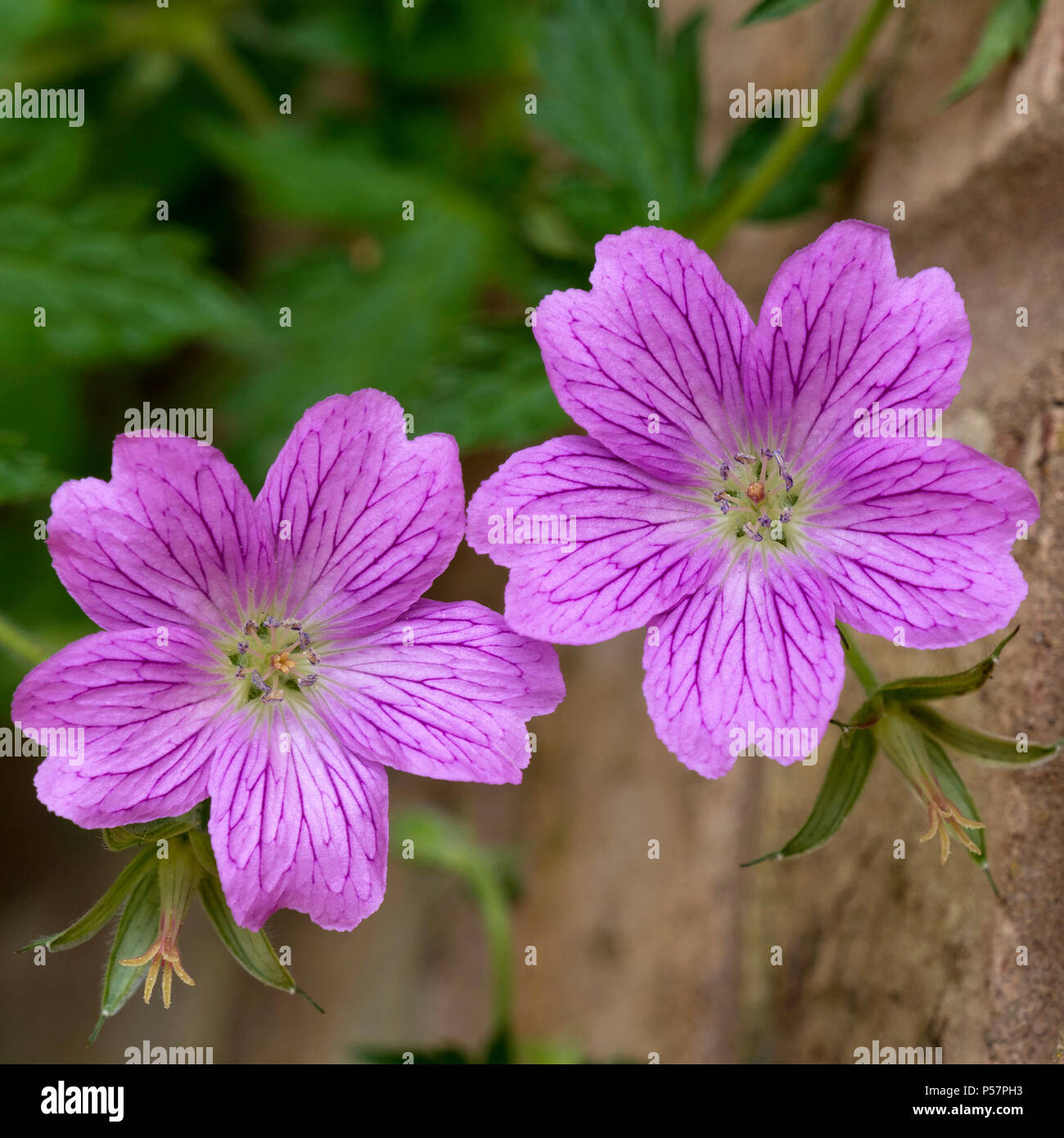 Two Geranium magnificum purple cranesbill flowers closeup Stock Photo