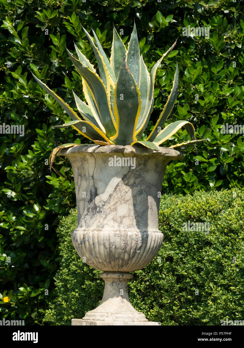 Agave Americana Variegata Century Plant in large old ornate marble garden urn planter, Derbyshire, England, UK Stock Photo