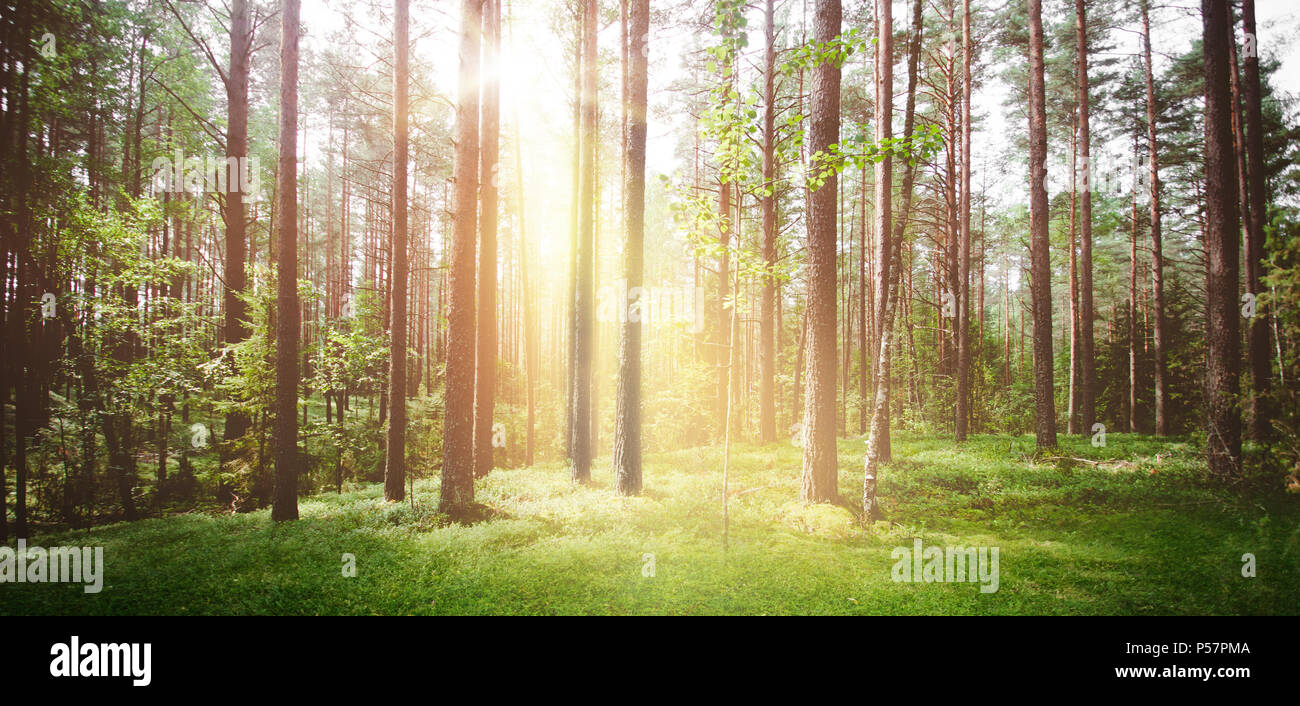 Sunrise background nature hi-res stock photography and images - Alamy
