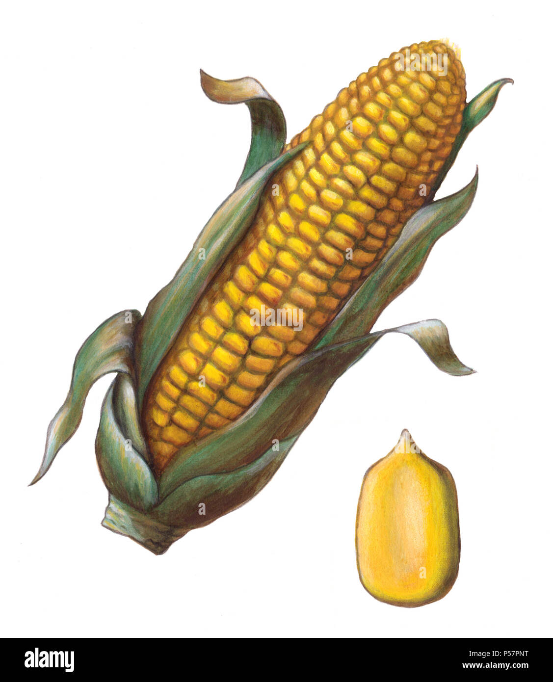 Как называется плод кукурузы. Плод зерновка семейства злаки. Плод зерновка пшеницы. Плод кукурузы зерновка. Плод зерновка пшеницы.