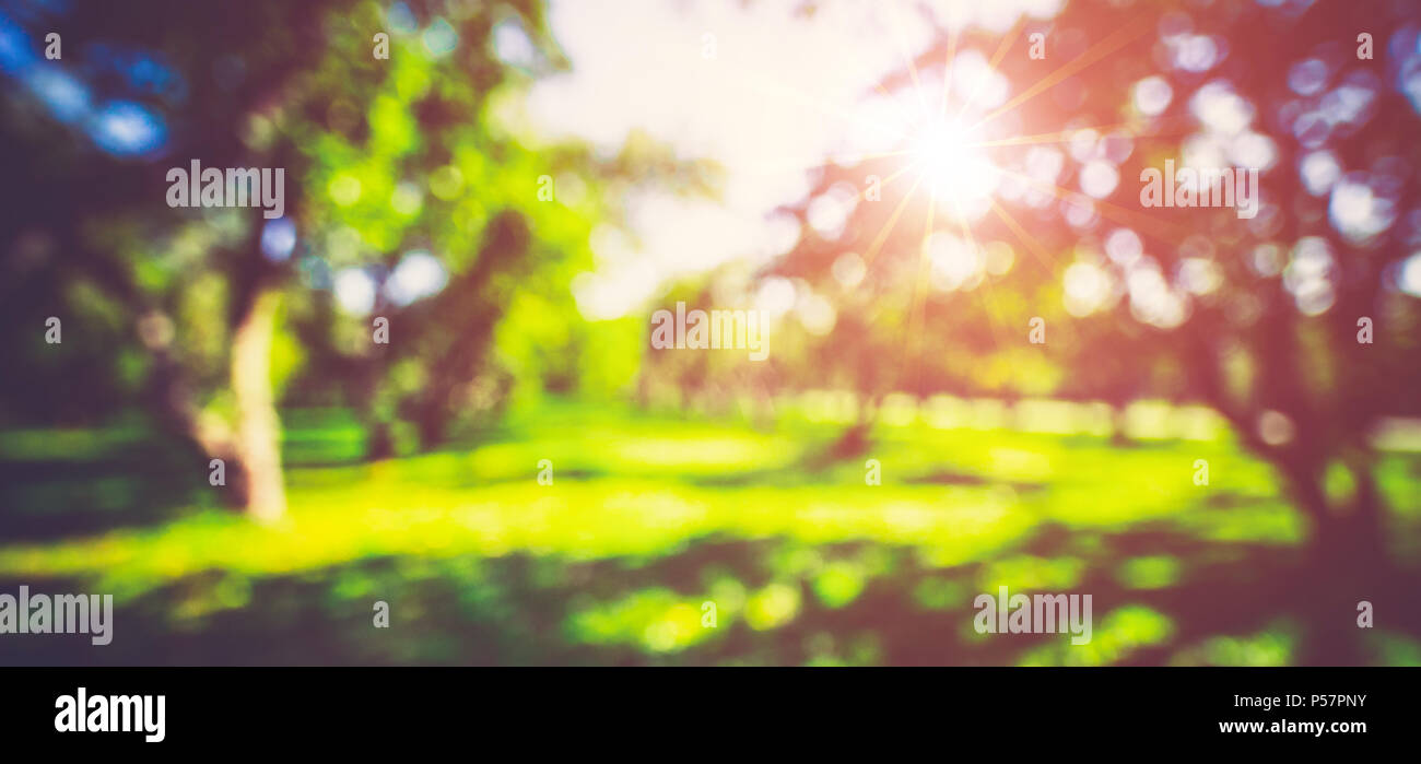 Spring sunlight blur background Stock Photo