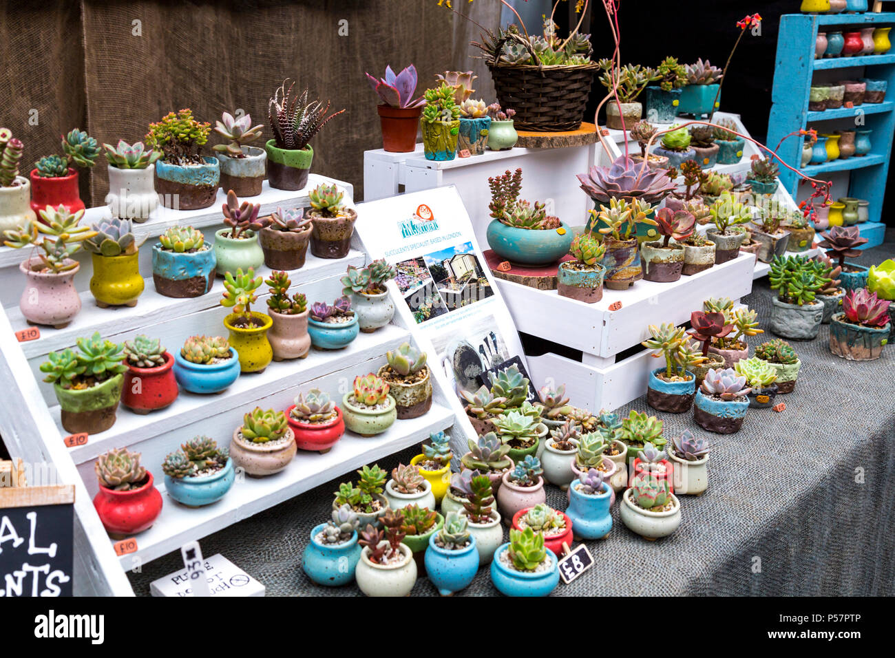 Succulent plants home hi-res stock photography and images - Alamy