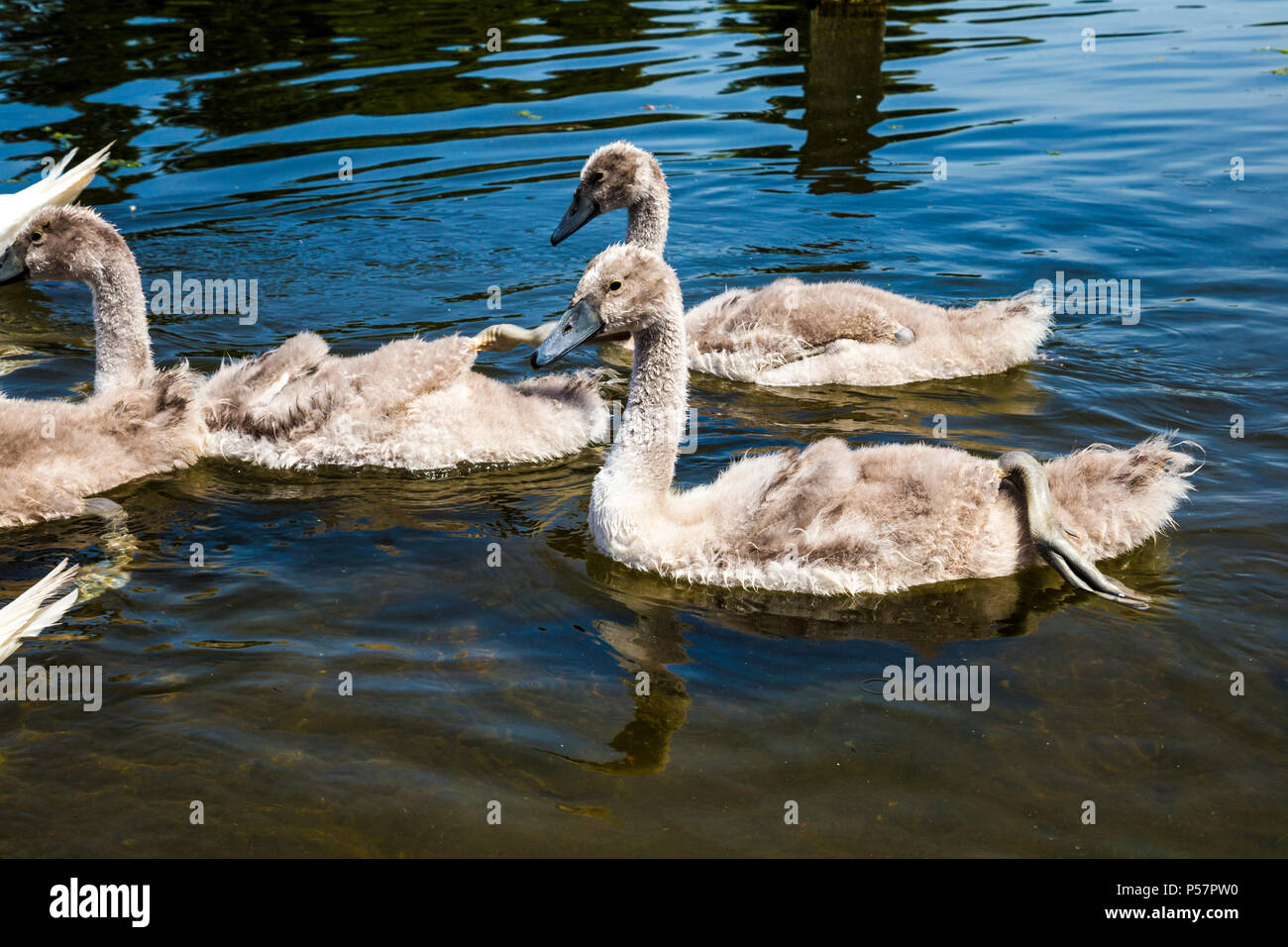 A group of young swans swimming in a pond, Hyde Park, London, UK Stock Photo