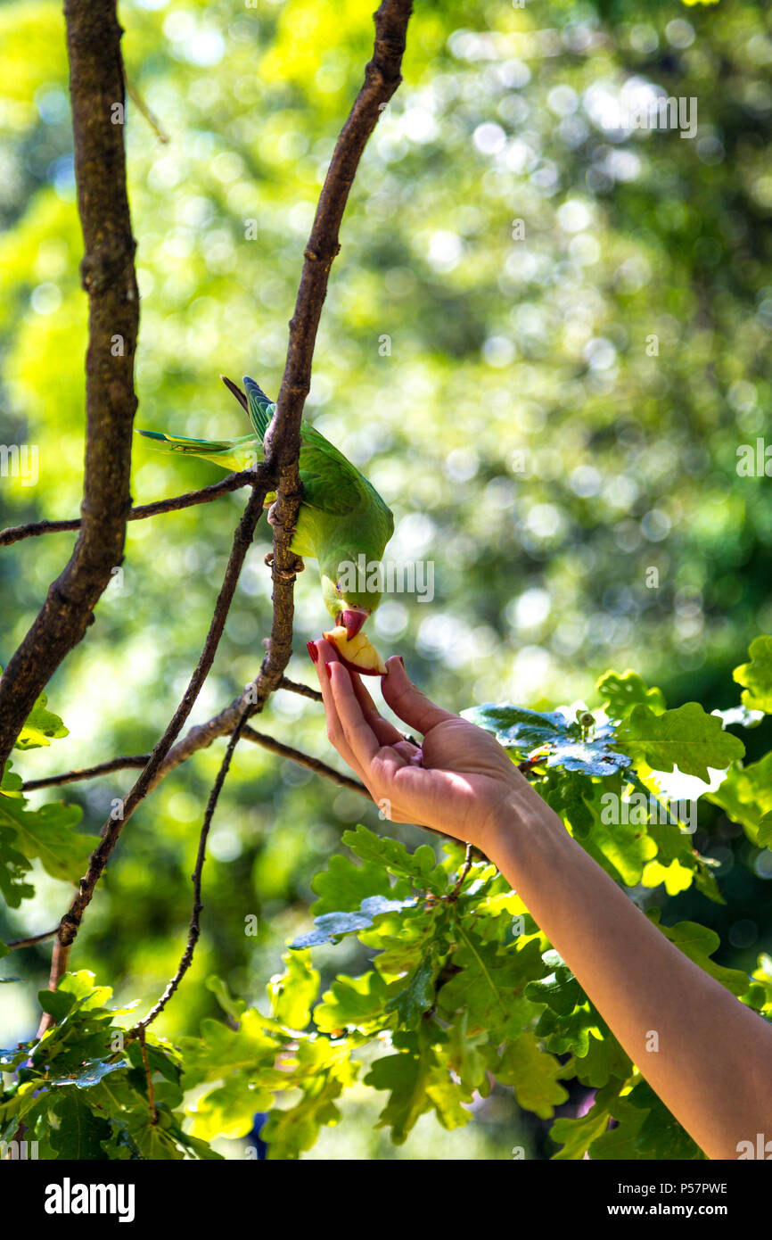 A hand feeding a green parakeet sitting in a tree, parakeet taking a piece of fruit from a person's hand, Hyde Park, London, UK Stock Photo