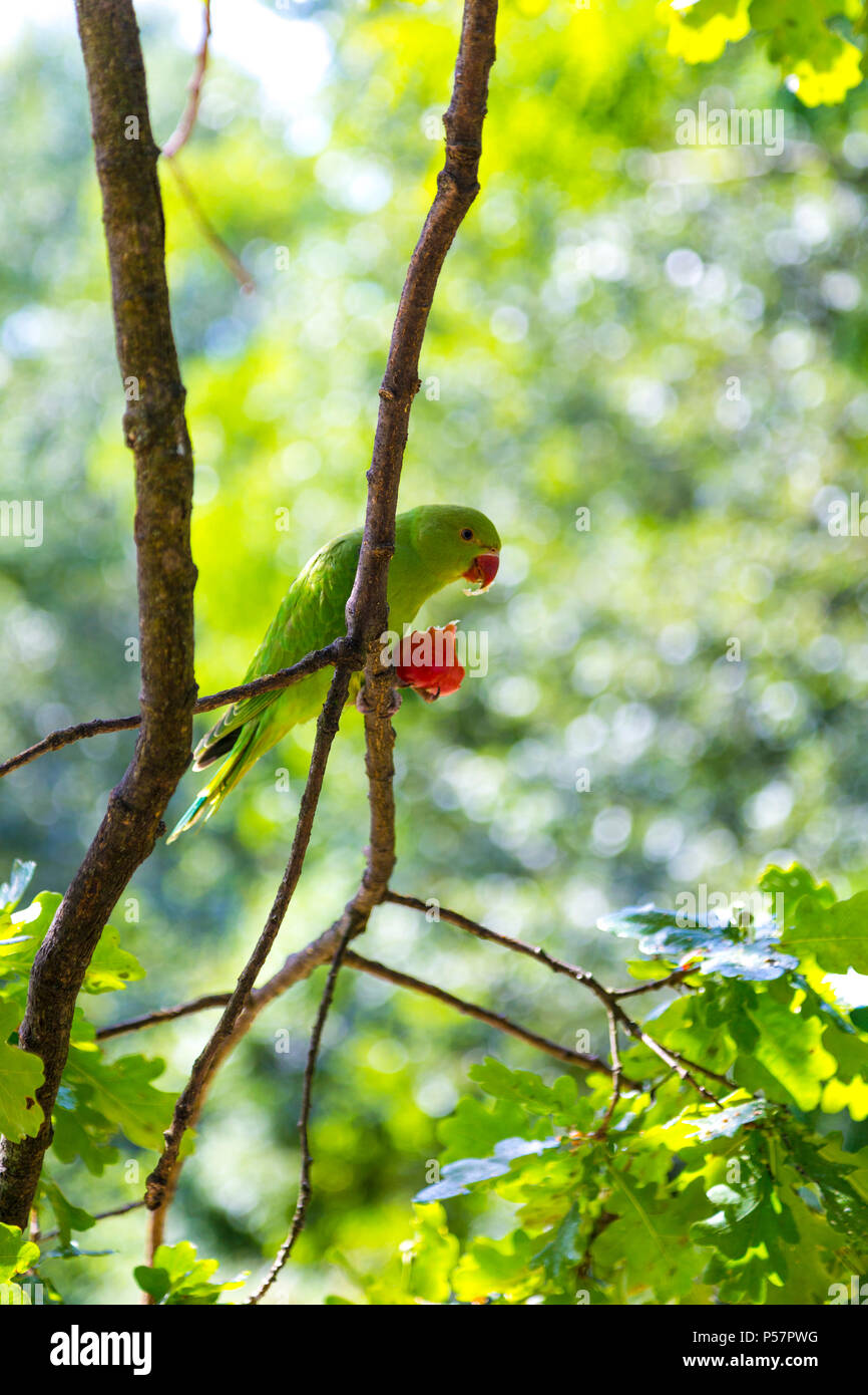 A green parakeet sitting in a tree eating a piece of fruit, Hyde Park, London, UK Stock Photo