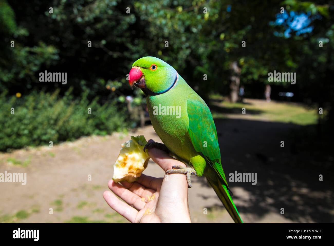 A tame rose-ringed parakeet sitting on a person's hand eating an apple in Hyde Park, London, UK Stock Photo