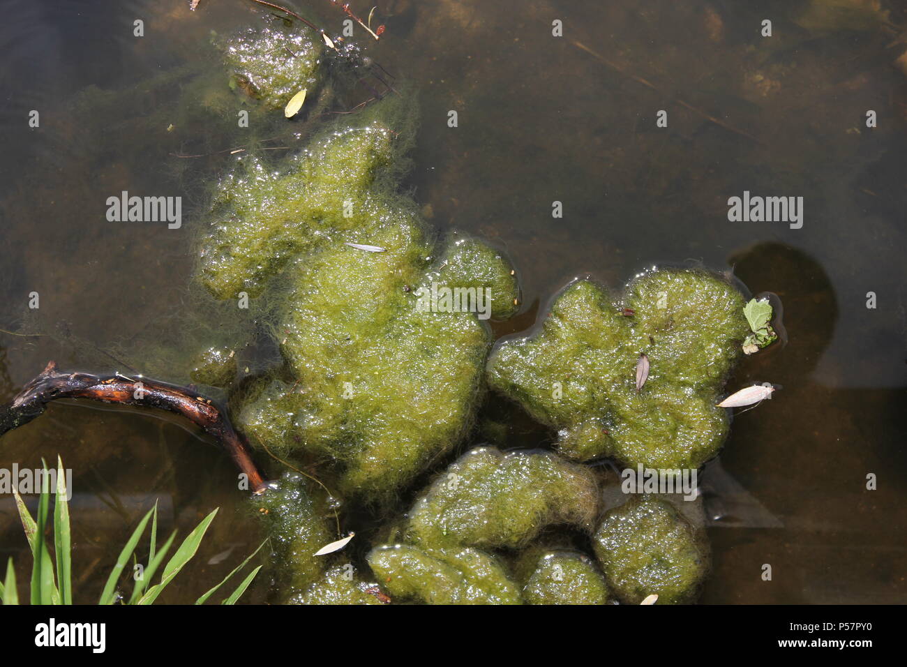 Green water plants floating on the surface of the pond. Stock Photo