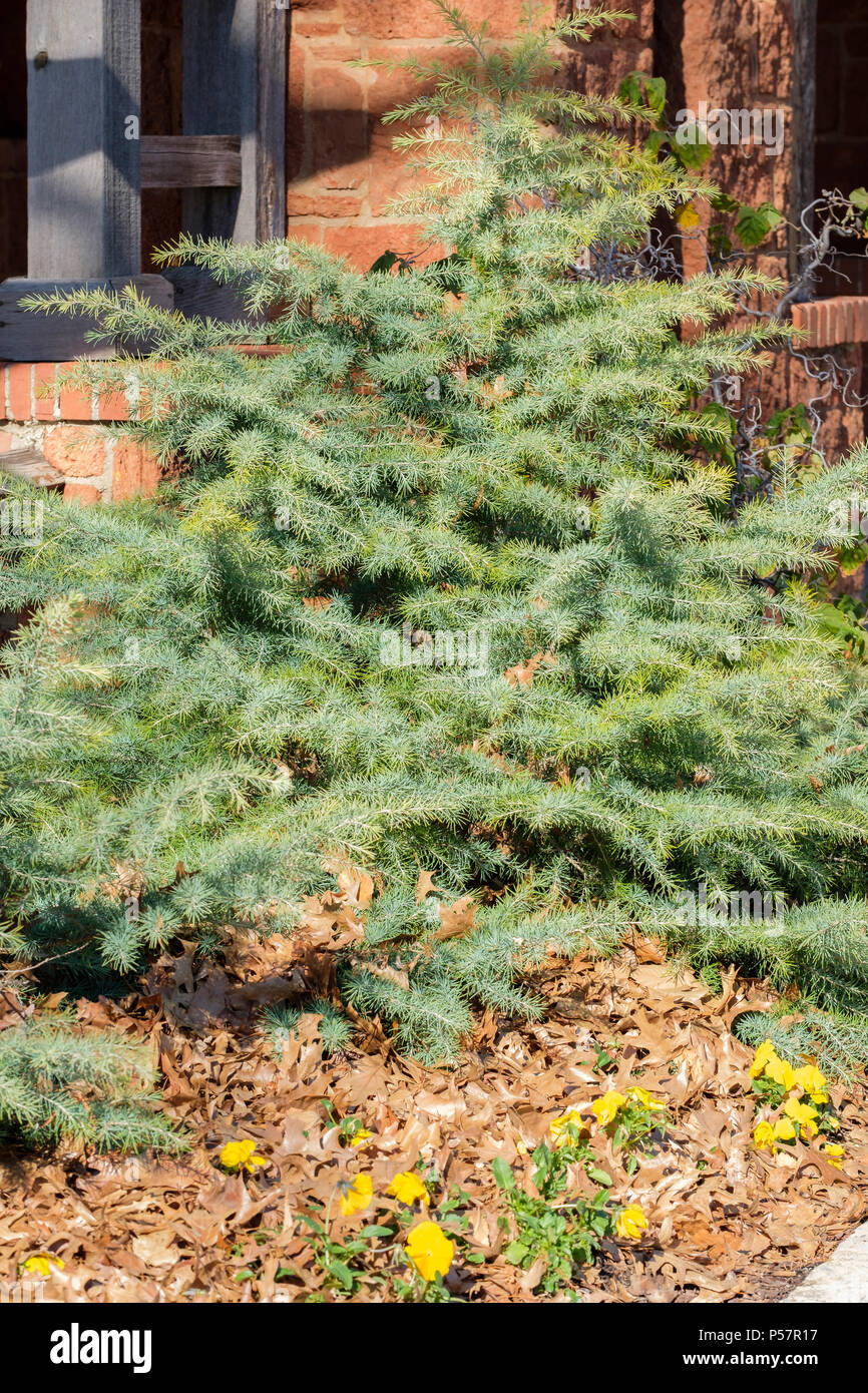 A small spruce tree growing in Oklahoma, USA Stock Photo Alamy