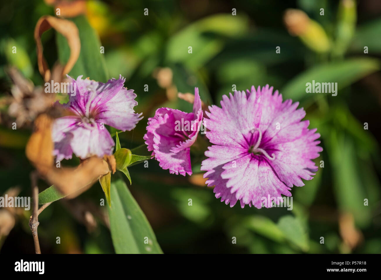 Pink dianthus flowers growing in Oklahoma, USA. Stock Photo