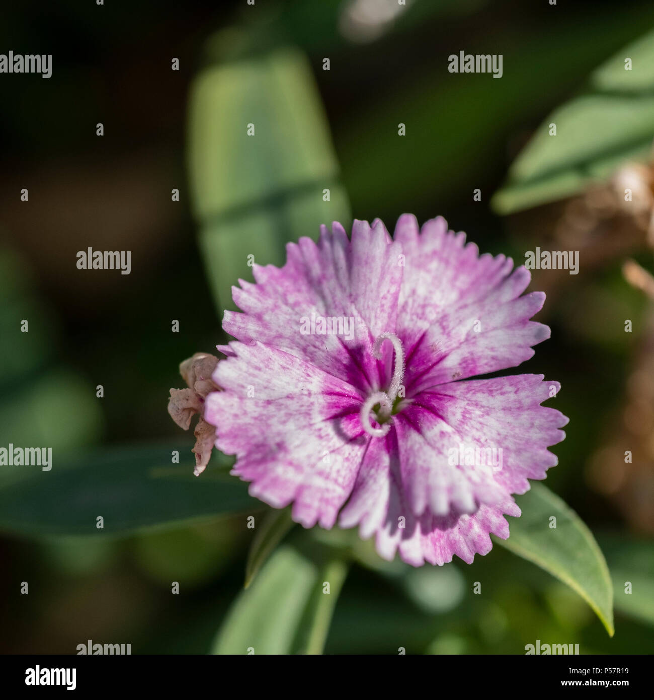 A single pink dianthus flower growing in Oklahoma, USA. Stock Photo