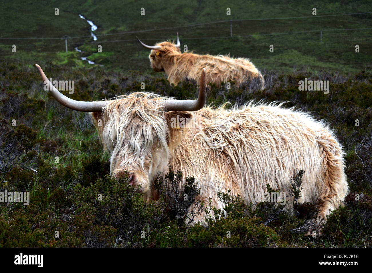 Highland Cows Isle of Skye, Scotland Stock Photo