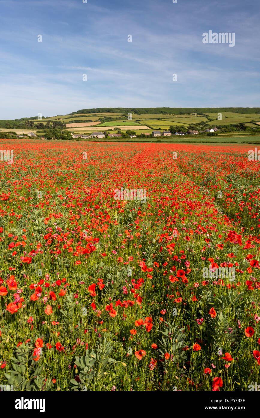a field of red poppies or poppy fields on the isle of wight. Stock Photo