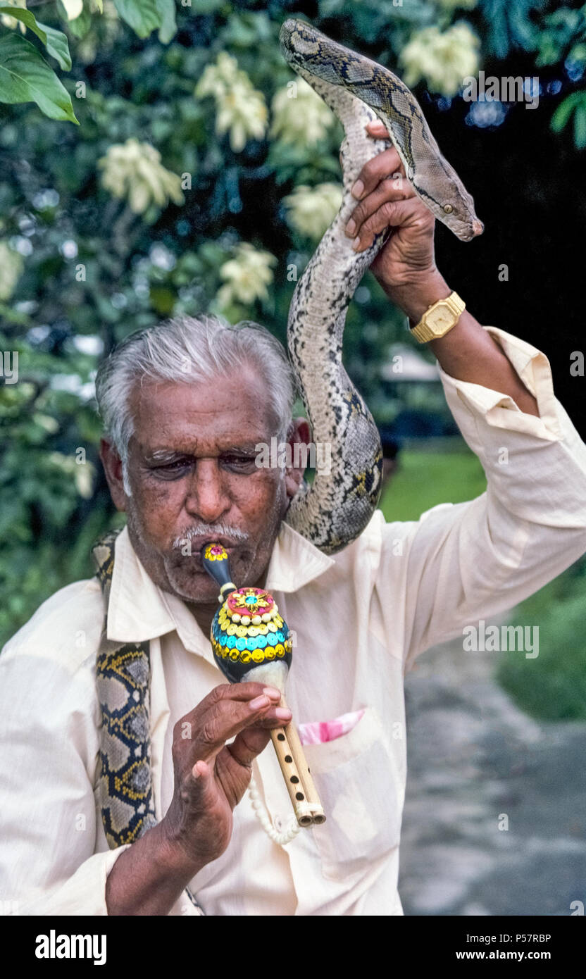 A veteran snake charmer performing for tourists in Singapore in 1972 holds his pet Burmese python above his head while playing a homemade flute that appears to mesmerize the reptile. Although this large snake is tame and has been trained not be aggressive, it is a constrictor that is capable of wrapping its long body around its human handler and squeezing him to death. The python species is said to be deaf and responds to the snake charmer's movements with the flute instead of the music it makes. Historical photograph. Stock Photo