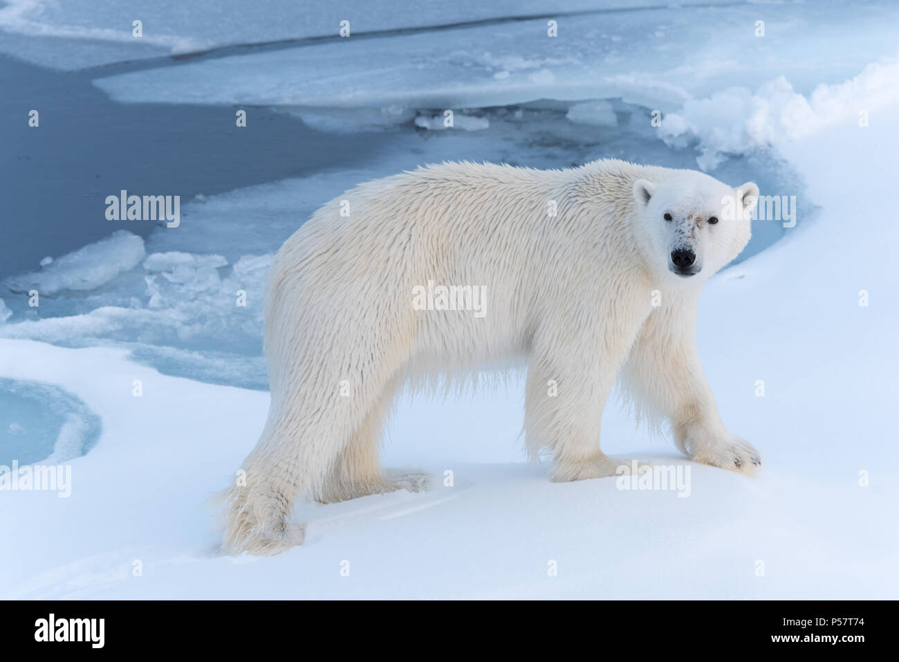 Polar Bear walking through snow Stock Photo