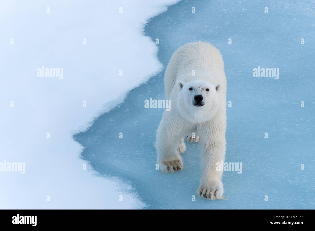 Close up Polar Bear full frontal to camera Stock Photo Alamy