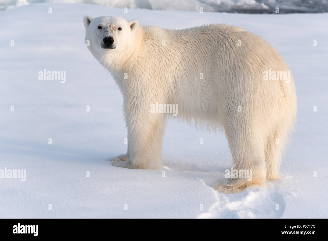 Close up Polar Bear in golden light Stock Photo