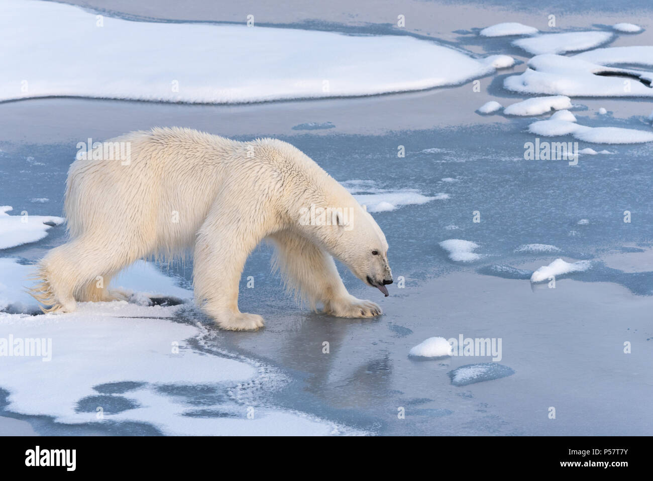 Polar Bear with tongue out Stock Photo