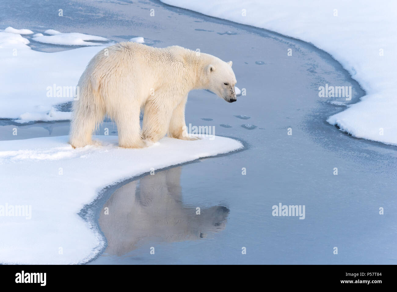 Polar Bear pausing at ice edge Stock Photo