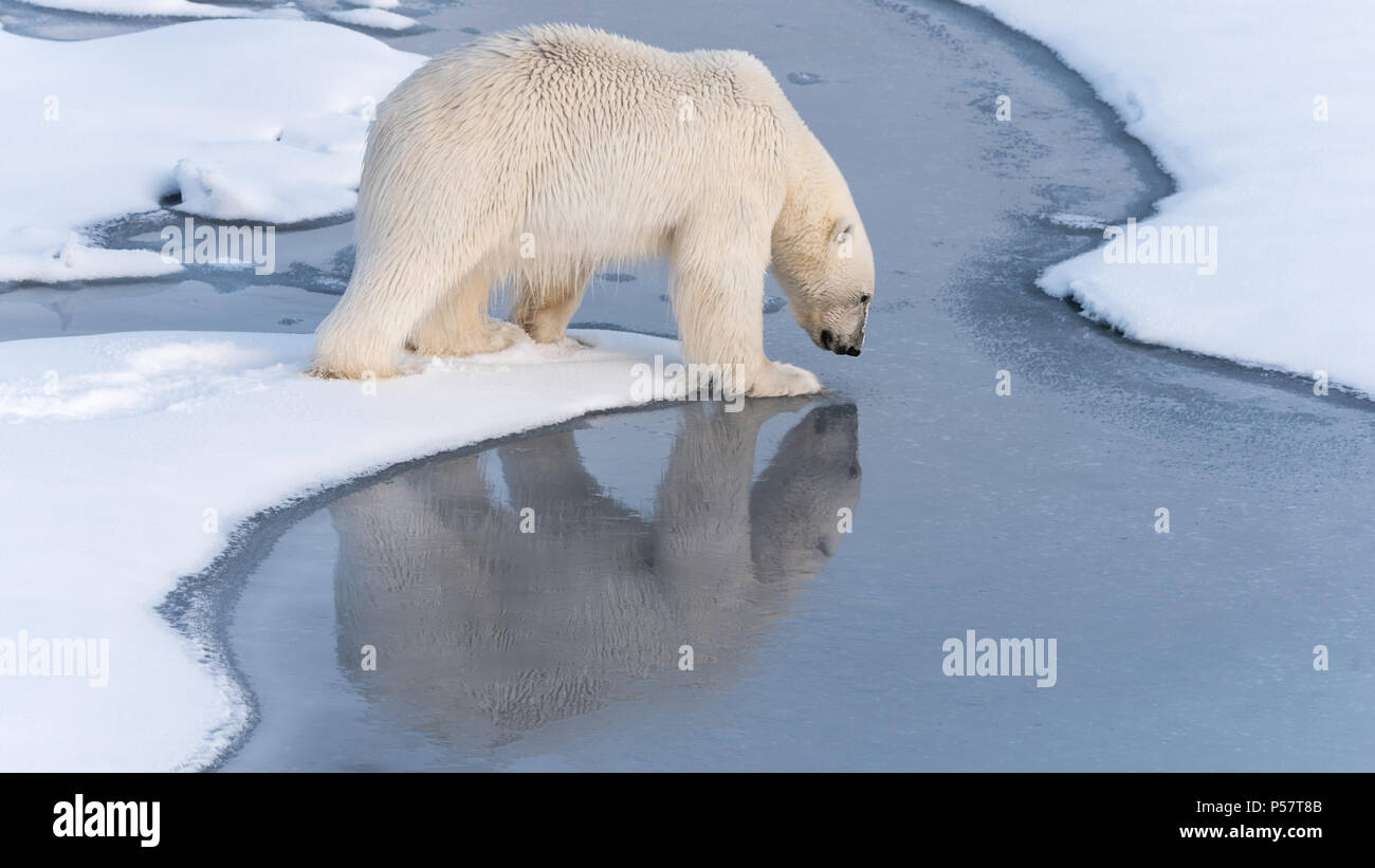 Polar Bear tentatively stepping onto thin ice Stock Photo - Alamy