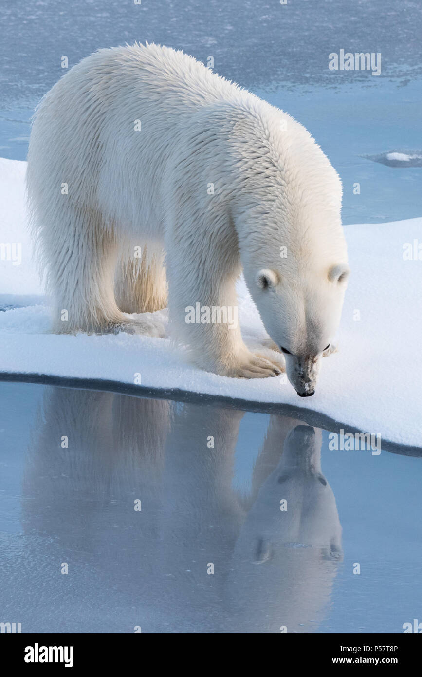 Polar Bear looking at it's reflection Stock Photo