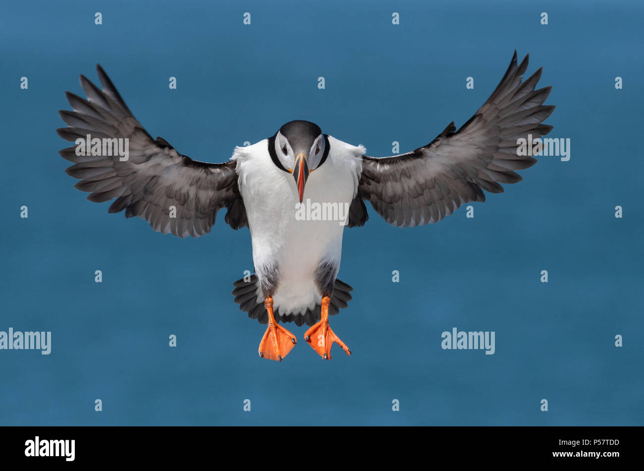 Puffin jersey uk hires stock photography and images Alamy
