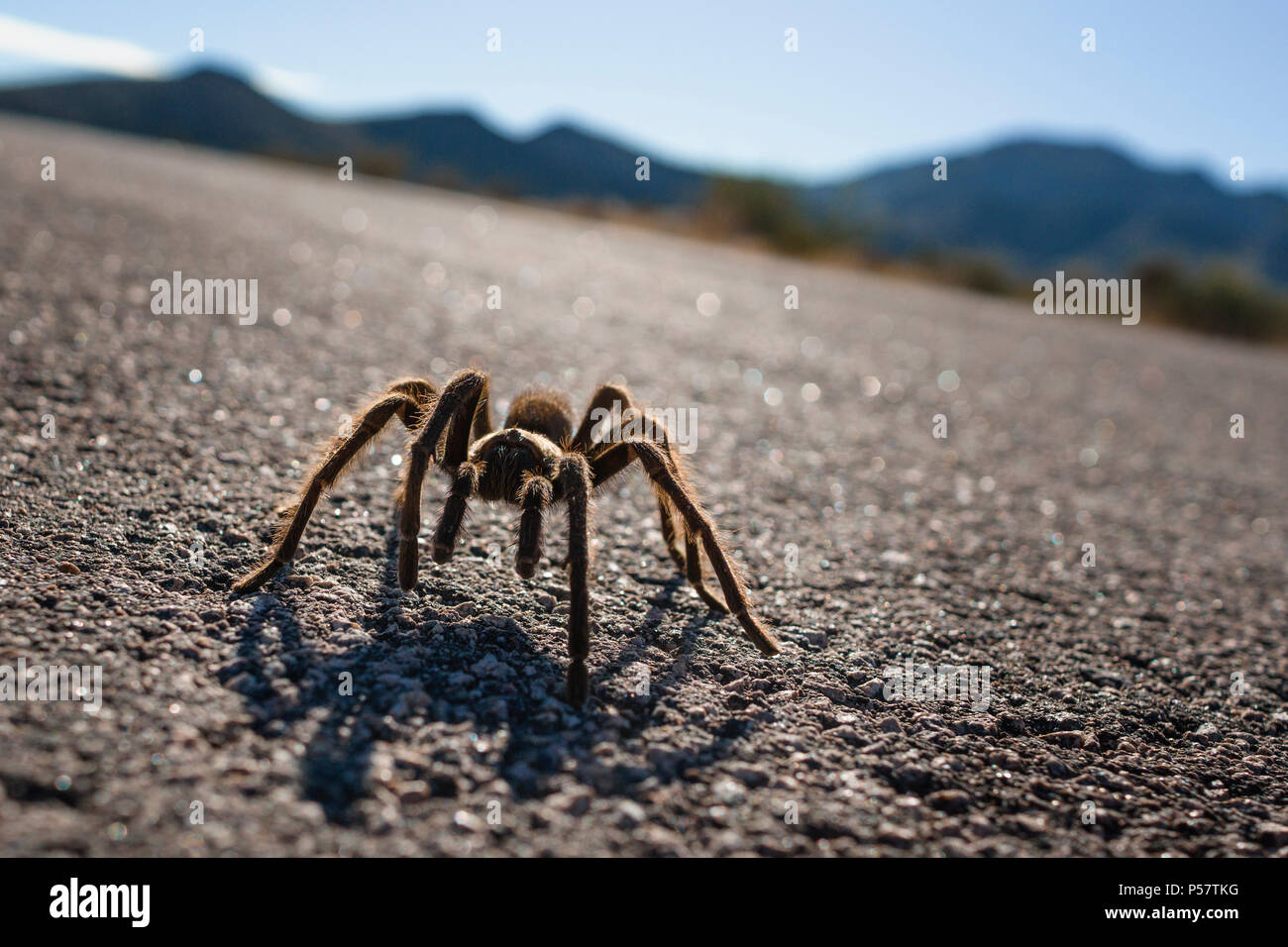 Desert Tarantula High Resolution Stock Photography and Images Alamy