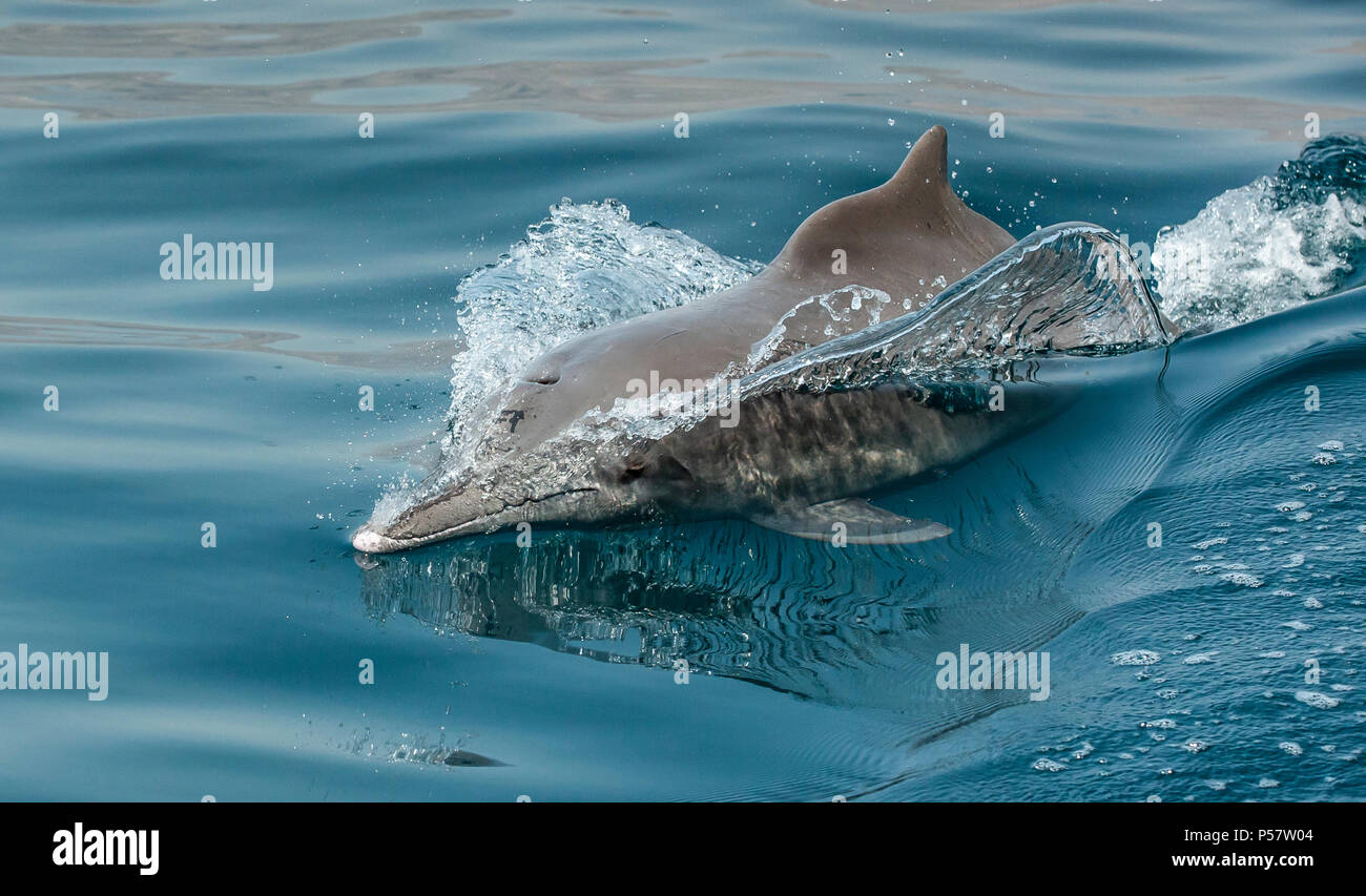 dolphins in a coastal waters of Musandam Stock Photo