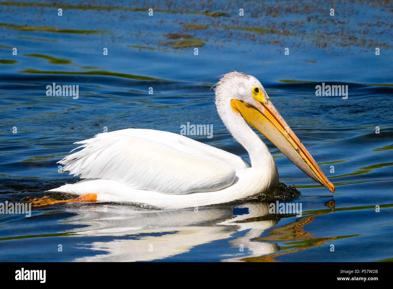 A non-breeding adult American White Pelican (Pelecanus erythrorhynchos) swims on a pond in Beaumont, Alberta, Canada. Stock Photo